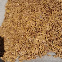 بلوط پاک شده-برای کلگ