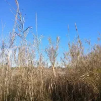 زمین-مناسب-ساخت-و-ساز-397-متری-محصور