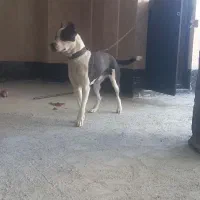 پیت پول