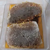 عسل طبیعی