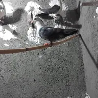 کفتر جوجه|پرنده|مشهد, شهید آوینی|دیوار
