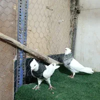 طوقی الماسی 20|پرنده|شاهین‌شهر, عطار|دیوار