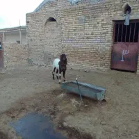 بزغاله بز میش بره