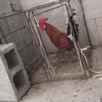 خروس محلی وجوان هیکلی|حیوانات مزرعه|برازجان, |دیوار