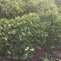 سلام سبزی شوید وگشنیز واسفناج تمیز|خوردنی و آشامیدنی|گرمسار, |دیوار