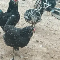 تخم مرغ گلین فول|حیوانات مزرعه|فلاورجان, |دیوار