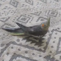 عروس هلندی