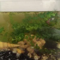 آکواریوم شرکتی محدب|ماهی|مشهد, جاهد شهر|دیوار