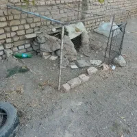 طورفروشی بامشتری واقعی کنارمیام|لوازم جانبی حیوانات|تربت جام, جامرود|دیوار