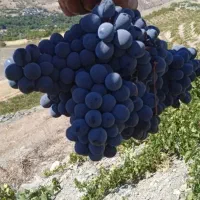 انگور دیمی سردشت