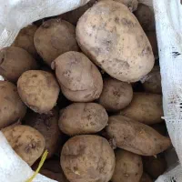 بذر جیلی سیب زمینی