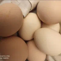 تخم مرغ لاری اصیل