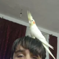 عروس هلندی گمشده