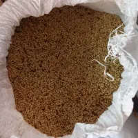 گندم دیم