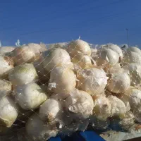 سیب زمینی وپیاز