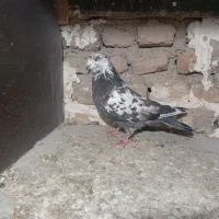 کبوتر مایه کبوتر پرشی