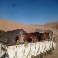 خریدوفروش اسب پالونی وباری|اسب و تجهیزات اسب‌سواری|لاران, |دیوار