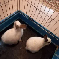 خرگوش با قفس بزرگ|موش و خرگوش|تبریز, |دیوار