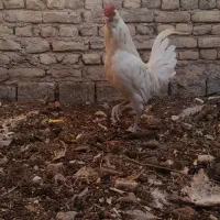 مرغ و خروس گلین