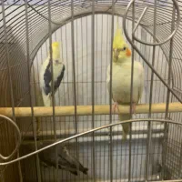 ۳ عدد عروس هلندی|پرنده|سلماس, |دیوار