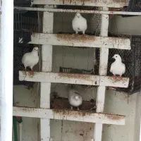 فروش کبوتر