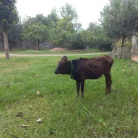 گوساله ماده دورگ چالوسی اصیل