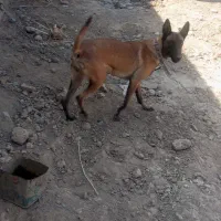 واگذاری ماده مالینیوز ۸ماه