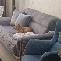 فروش پت ۶ماهه دختر،|سگ|مشهد, سجاد شهر|دیوار