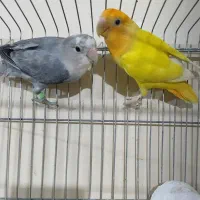 کوتوله تراکویسه|پرنده|بندرعباس, |دیوار