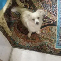 سگ پامریان روباهی تمیزه