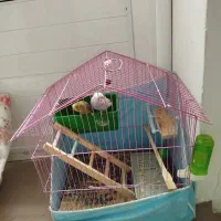 مرغ عشق|پرنده|زنجان, |دیوار