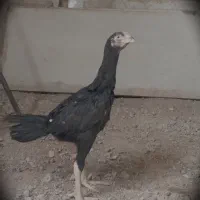 ۵ عدد جوجه لاری افغان اصیل