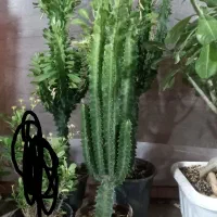 گل آپارتمانی یا گل خانه افروربیا