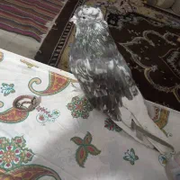 سور دمسفیدنر