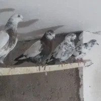 کبوتر پروازی|پرنده|رشت, شهرک قدس|دیوار