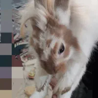 خرگوش سالم|موش و خرگوش|تهران, دولاب|دیوار