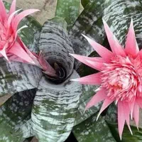 گل اکمیا|گل و گیاه طبیعی|بندر انزلی, کوی آزادگان|دیوار