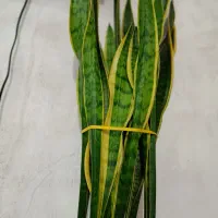 گل آپارتمانی زیبا|گل و گیاه طبیعی|کوچصفهان, |دیوار