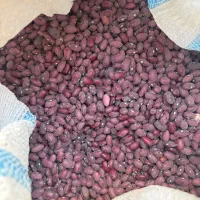 لوبیا قرمز بوجاری شده