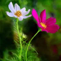 سیم کارت ایرانسل اعتباری رند
