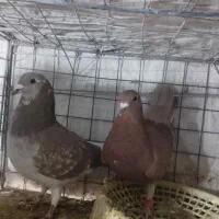 کفتر|حیوانات|بیرجند, |دیوار