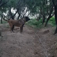 توله سرابی اصیل|سگ|تاکستان, |دیوار