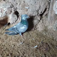 باعرض سلام چهاربانده ساعتی  وبگرد پرشت سنگینی