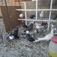 کبوتر
