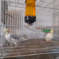 عروس هلندی مولدوتکفروشی|پرنده|بروجن, |دیوار