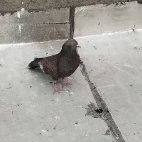 کبوتررنگی|حیوانات|اهواز, ملاشیه|دیوار