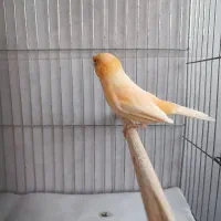 قناری نر موزاییکی|پرنده|لاهیجان, گلستان|دیوار