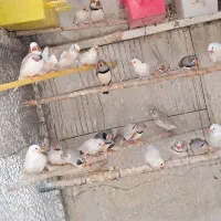 فنچ زبرا در رنگ های مختلف جفتی 500