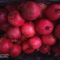 انار کوهپایه