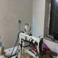 کفتر ساده زد|پرنده|مشهد, رده|دیوار